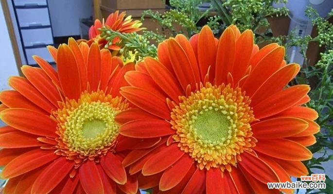 扶郎花代表什么意思？扶郎花的花语和象征意义是什么？