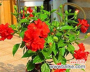 扶桑花在风水中代表什么？扶桑花有哪些风水作用？