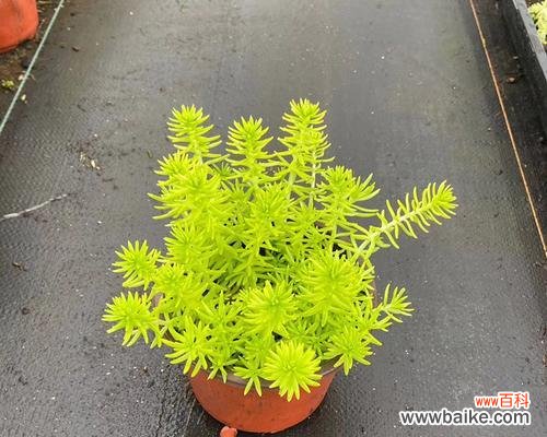 佛甲草的花语是什么？它的寓意有哪些？