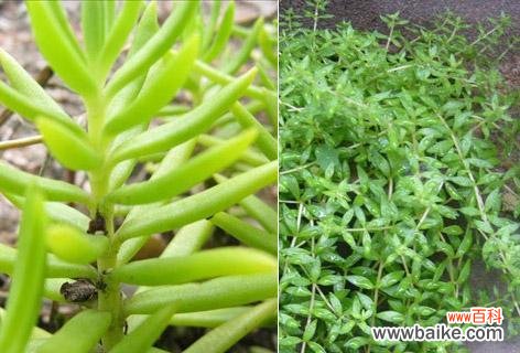 佛甲草的花语是什么？它的寓意有哪些？