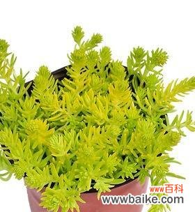 佛甲草的花语是什么？它的寓意有哪些？