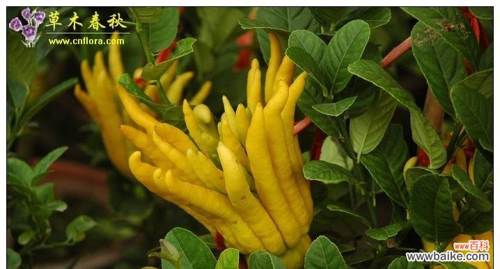 佛手象征意义是什么？佛手的寓意有哪些？