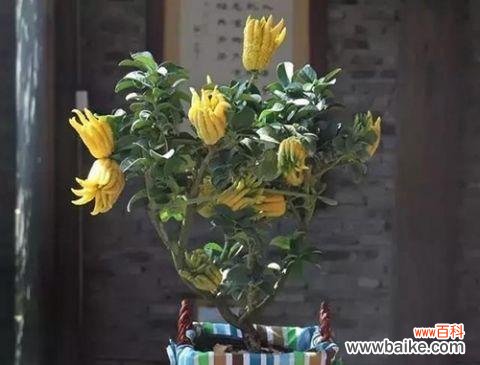 佛手象征意义是什么？佛手的寓意有哪些？