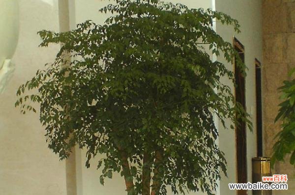 富贵树开花好吗？开花寓意是什么？