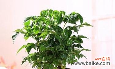 富贵树开花好吗？开花寓意是什么？