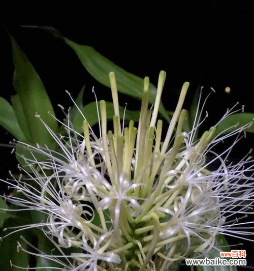 富贵树开花好吗？开花寓意是什么？