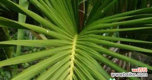 富贵椰子的风水意义是什么?摆放有哪些禁忌?