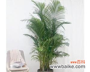 富贵椰子的风水意义是什么?摆放有哪些禁忌?