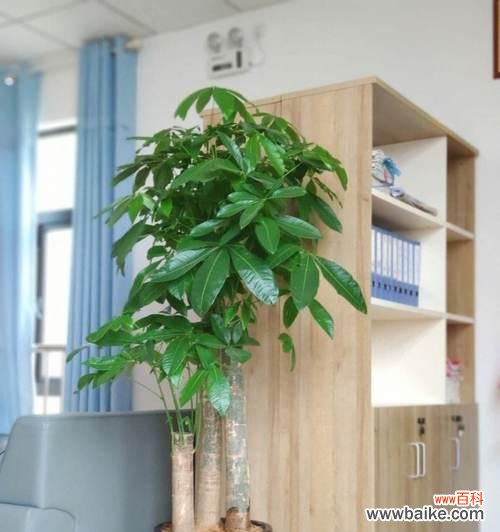 富贵椰子的风水意义是什么?摆放有哪些禁忌?