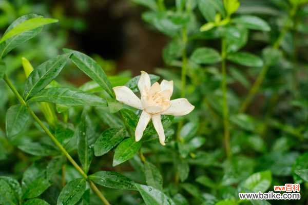 栀子花花朵变黄怎么办