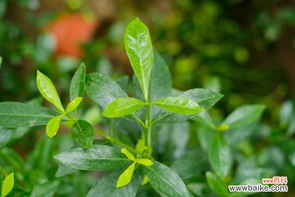 栀子花花朵变黄怎么办