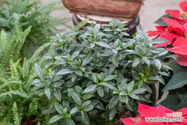 栀子花花朵变黄怎么办