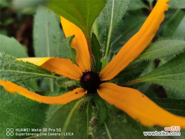 菊花叶子枯萎了怎么办