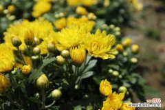 菊花叶子枯萎了怎么办