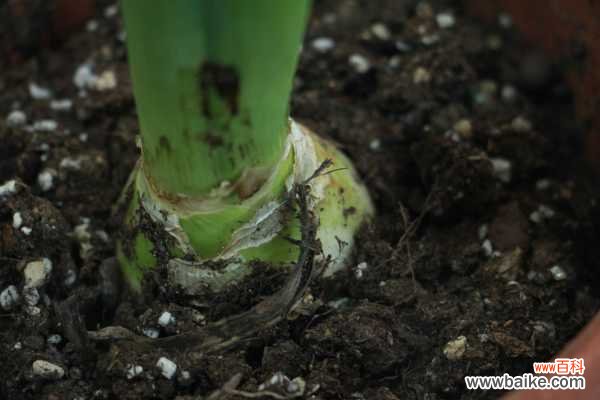 风信子有毒吗？风信子球茎有毒