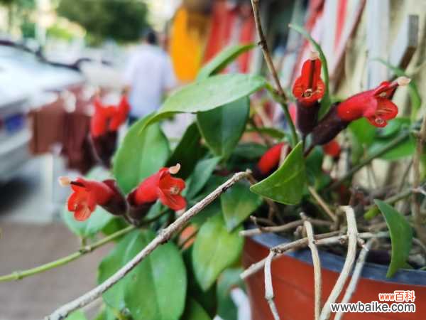 盆栽口红花怎么养?