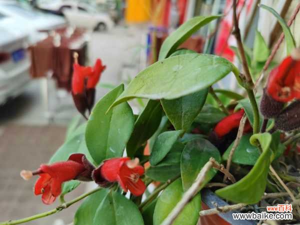 盆栽口红花怎么养?