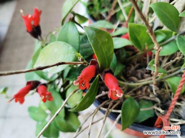 盆栽口红花怎么养?