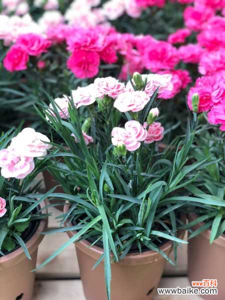 康乃馨叶子蔫了怎么办