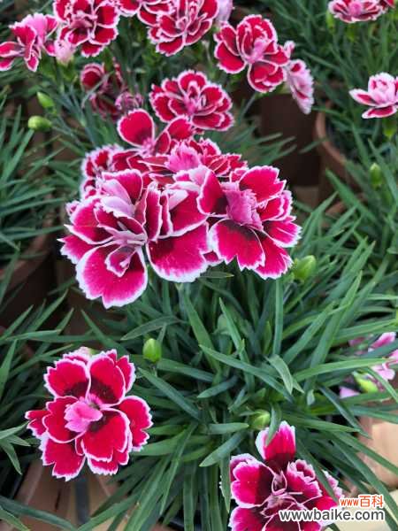 康乃馨叶子蔫了怎么办