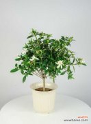 栀子花用什么水浇最好