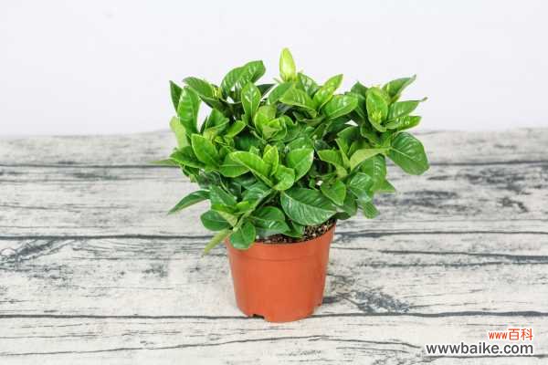 栀子花用什么水浇最好