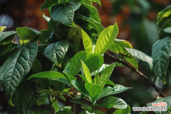 栀子花用什么水浇最好