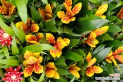 铁兰叶子干枯怎么办