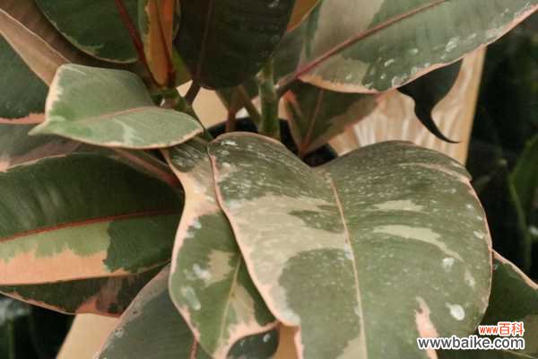 橡皮树不长新叶怎么办