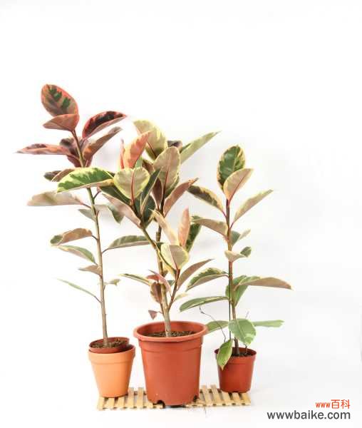 橡皮树不长新叶怎么办