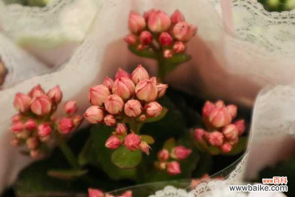 长寿花叶子焦了怎么办