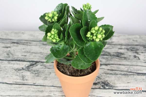 长寿花根部发黑怎么办