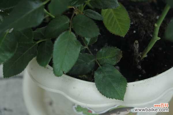 月季叶子发蔫怎么办