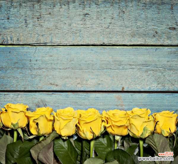 月季叶子长黑斑怎么办