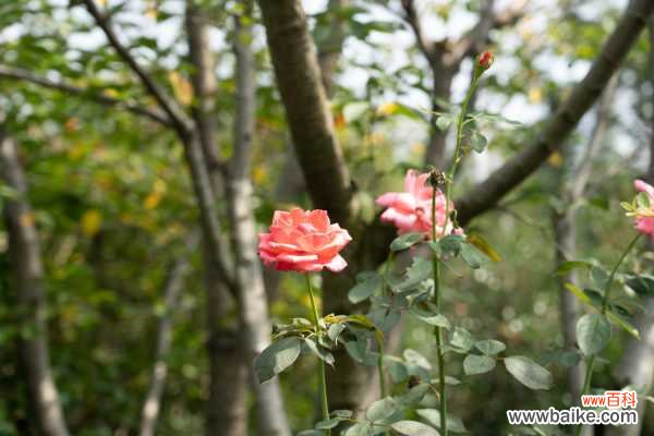 月季叶子卷曲怎么办