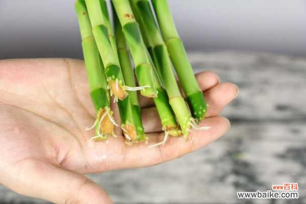 富贵竹烂叶子怎么办