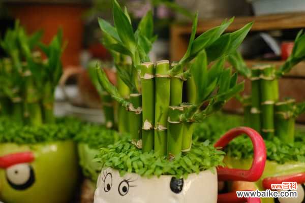 富贵竹烂叶子怎么办