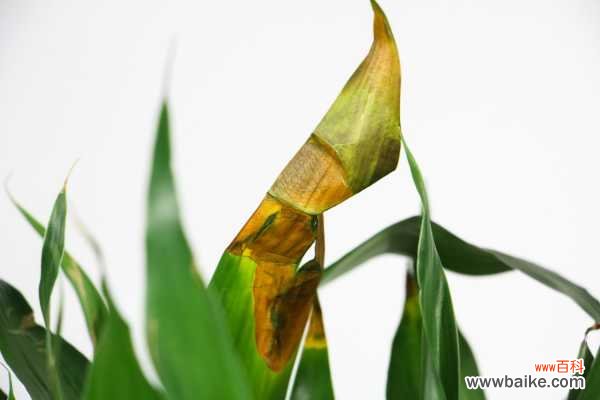 富贵竹长太高怎么办