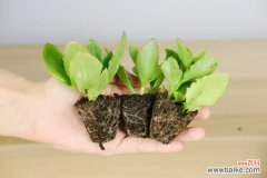 长寿花叶子小怎么办