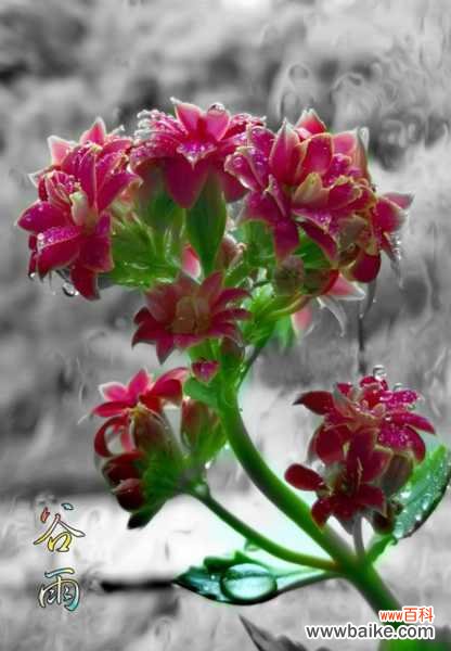 长寿花叶子小怎么办