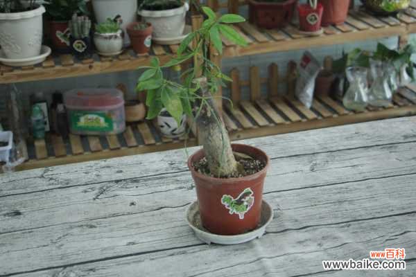 发财树叶子长斑怎么办