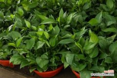 绿萝叶子发黑怎么办