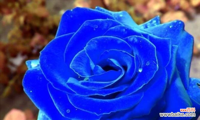 浪漫与神秘并存的蓝色花朵，揭秘其背后的含义与暗示 深度解读蓝色妖姬的花语与象征意义