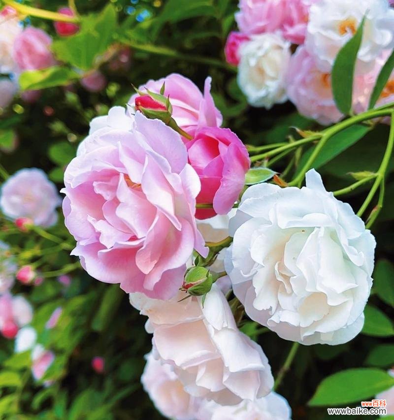 从热恋到离别,一朵蔷薇花所代表的情感变化 蔷薇花语象征与寓意——解读花朵背后的含义