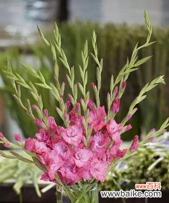 揭秘剑兰的含义和象征——剑兰花语 探究剑兰花的花语