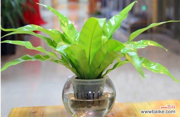 探秘鸟巢蕨的象征意义 鸟巢蕨花语的深刻含义