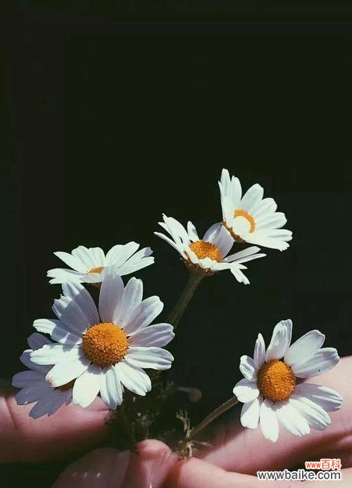 探寻小雏菊的神秘语言，带你领略美妙的自然之美 小雏菊花语——揭示花海中的秘密