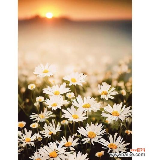 探寻小雏菊的神秘语言，带你领略美妙的自然之美 小雏菊花语——揭示花海中的秘密