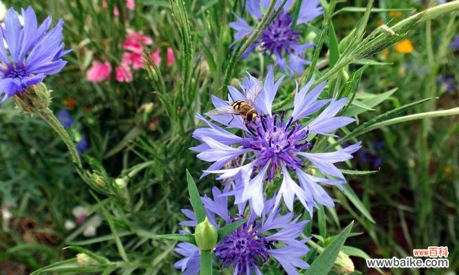 探寻矢车菊颜色背后的含义 解读矢车菊不同颜色的花语