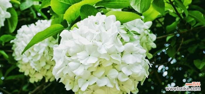 探寻琼花的花语及其深层含义 琼花花语